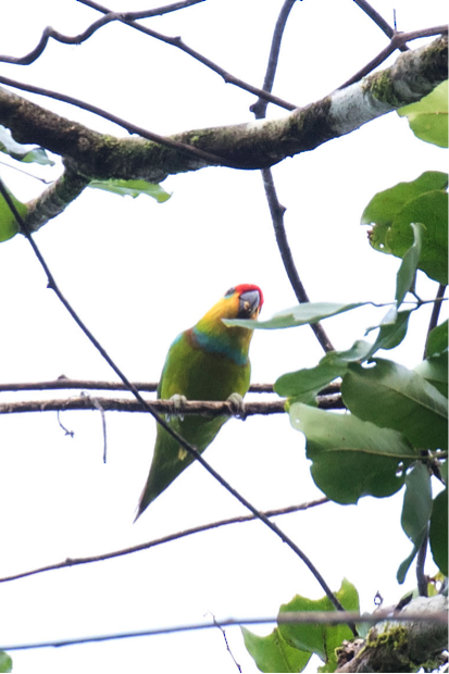 Large Fig-Parrot - ML215135021