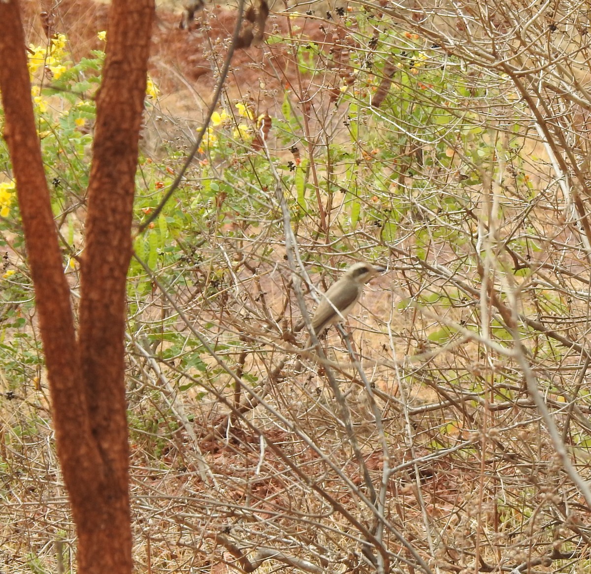 Common Woodshrike - Shivaprakash Adavanne