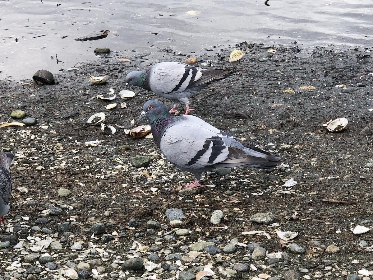Rock Pigeon (Feral Pigeon) - ML215136731