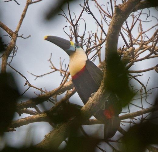 White-throated Toucan - Niall D Perrins