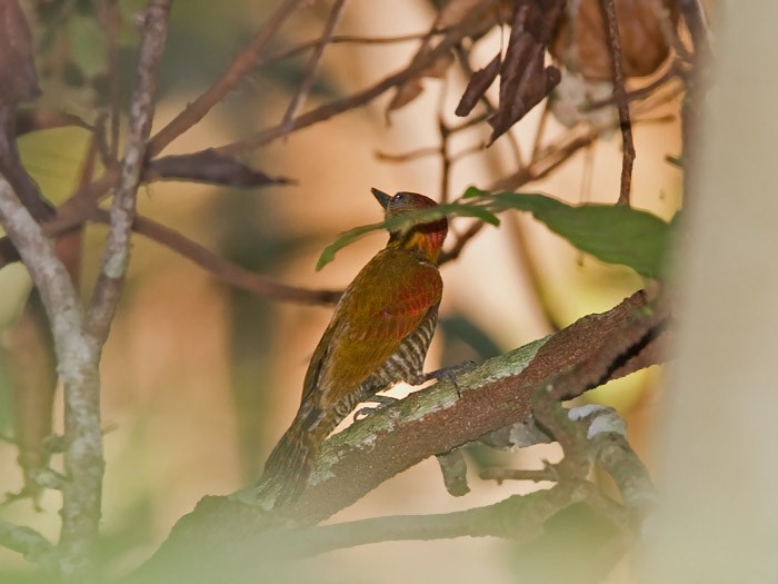 Red-stained Woodpecker - ML215137401