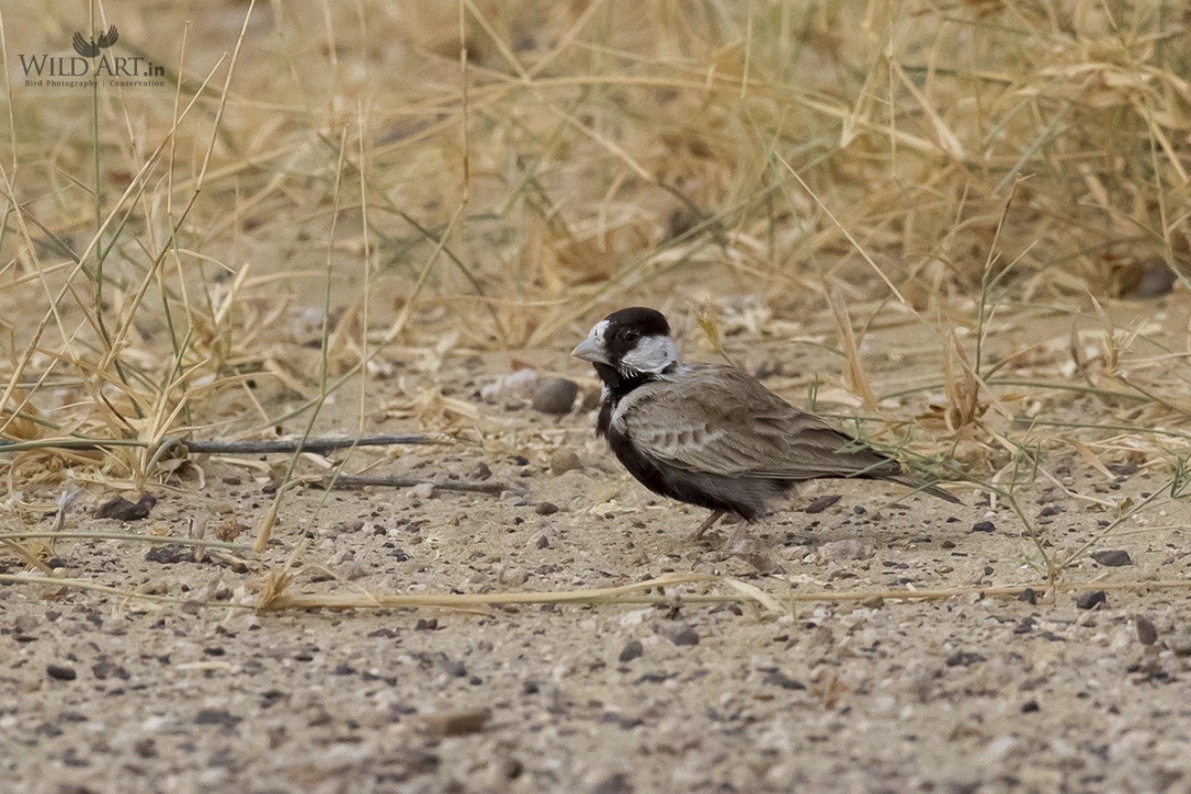 Black-crowned Sparrow-Lark - ML215137971