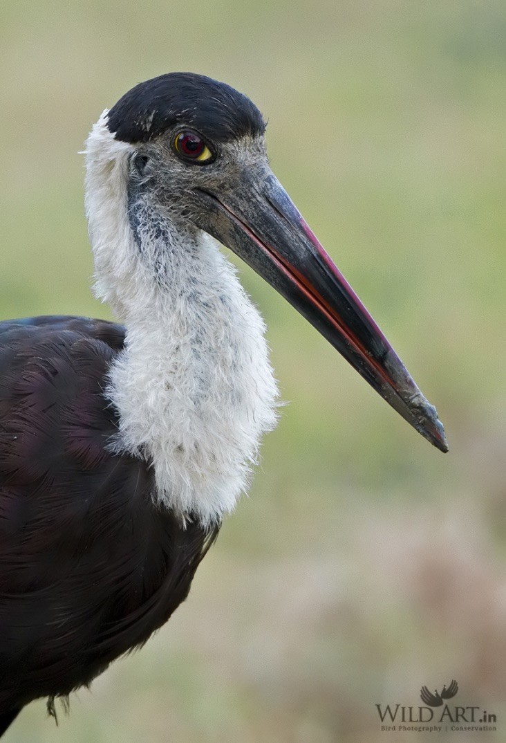 Asian Woolly-necked Stork - ML215138931