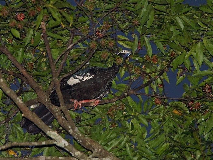Blue-throated Piping-Guan - Niall D Perrins
