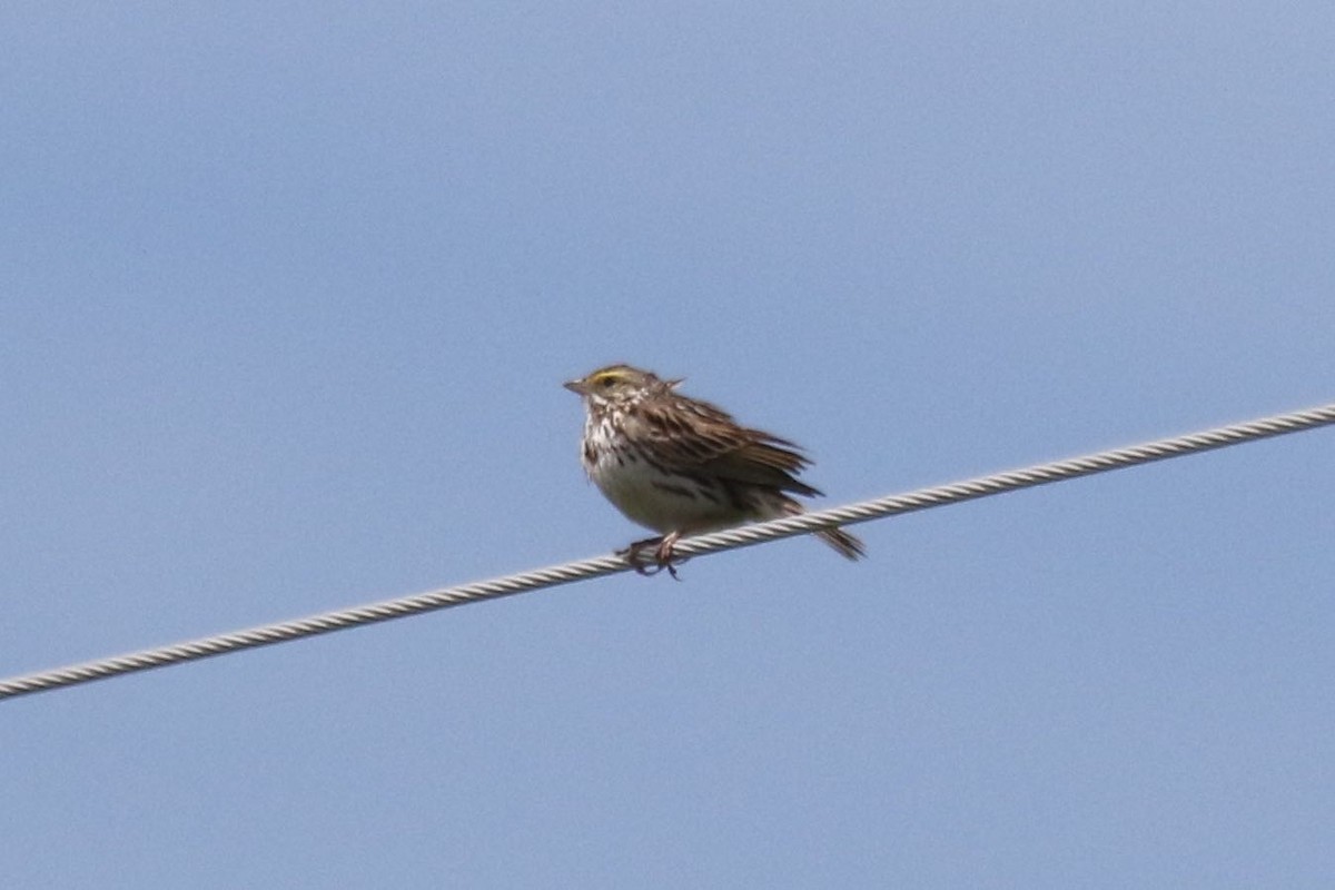 Savannah Sparrow - ML215142511