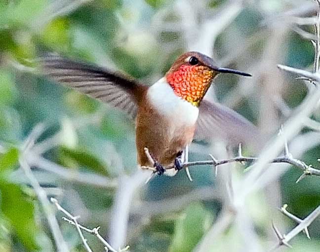 Allen's Hummingbird - ML21514271