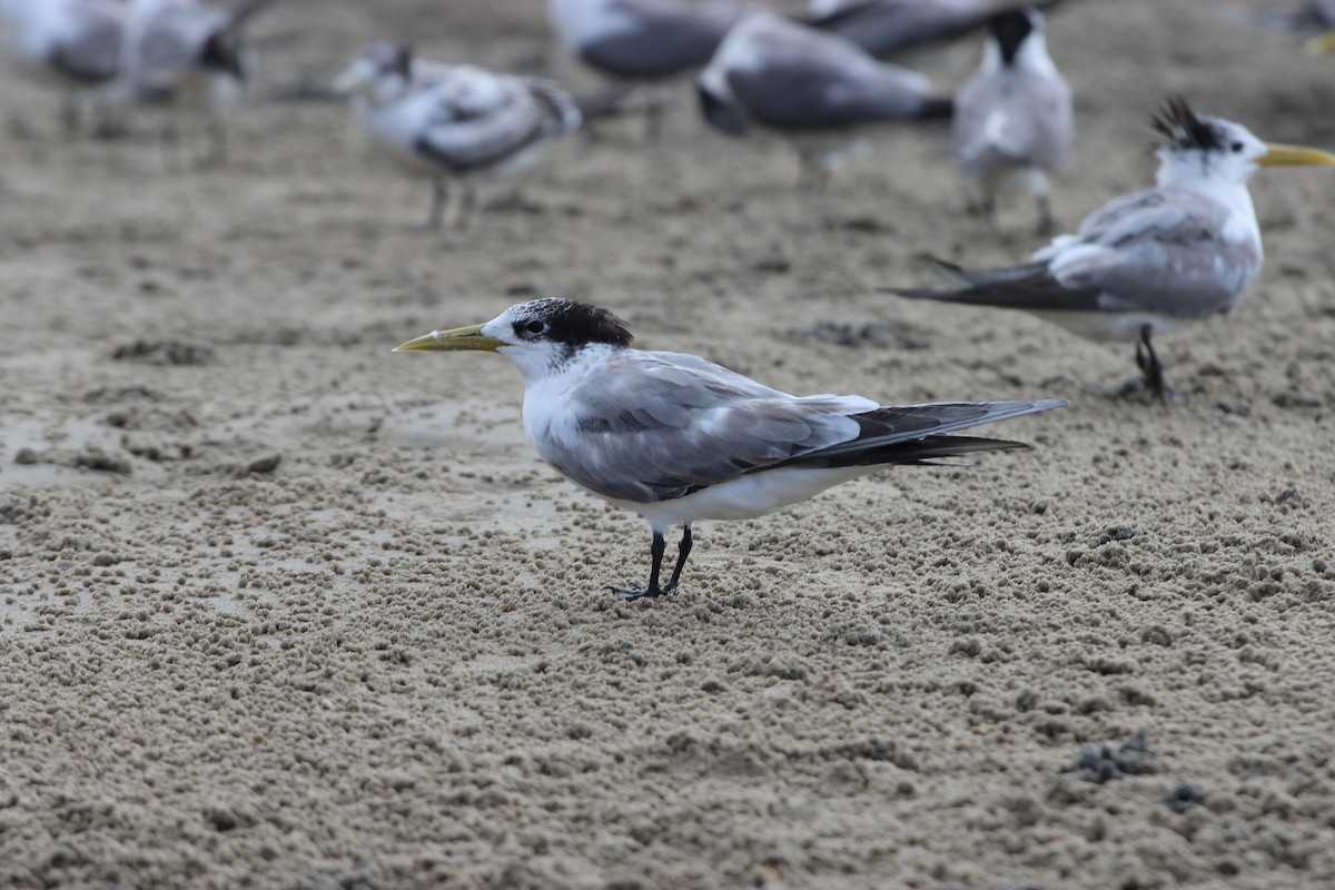 Great Crested Tern - ML215146081