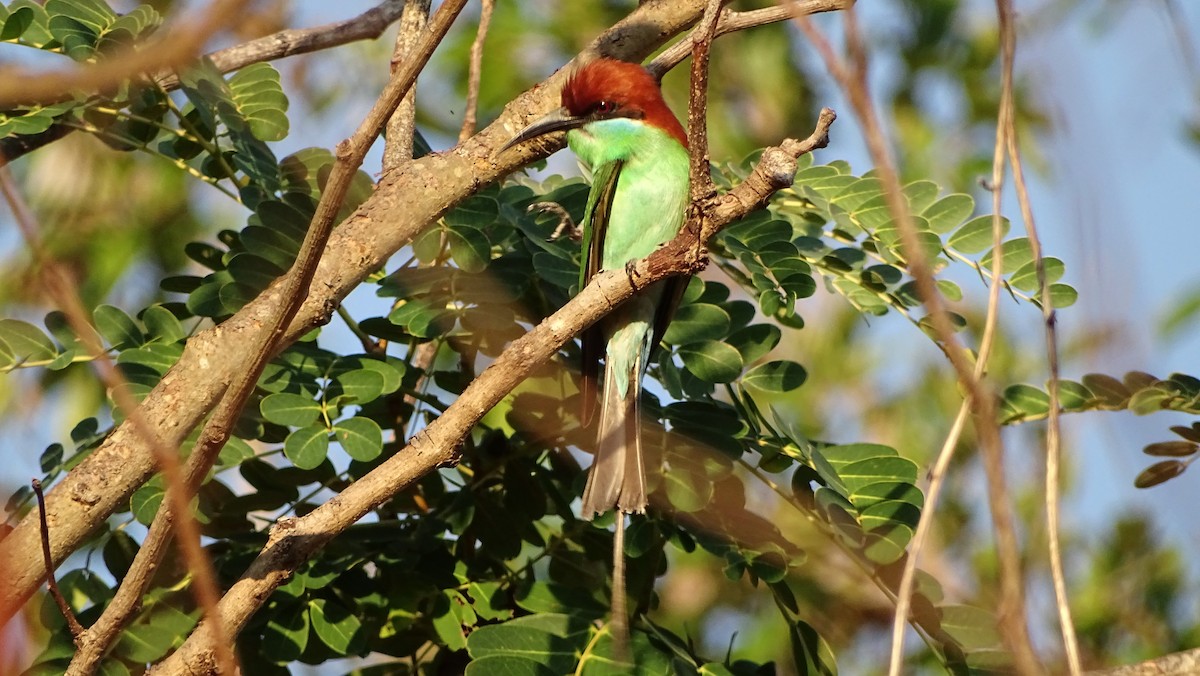 Rufous-crowned Bee-eater - ML215147051