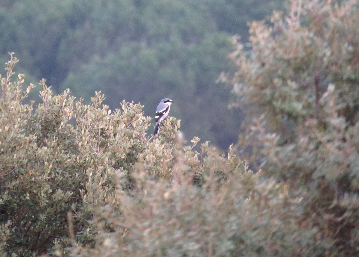 Iberian Gray Shrike - ML215147971