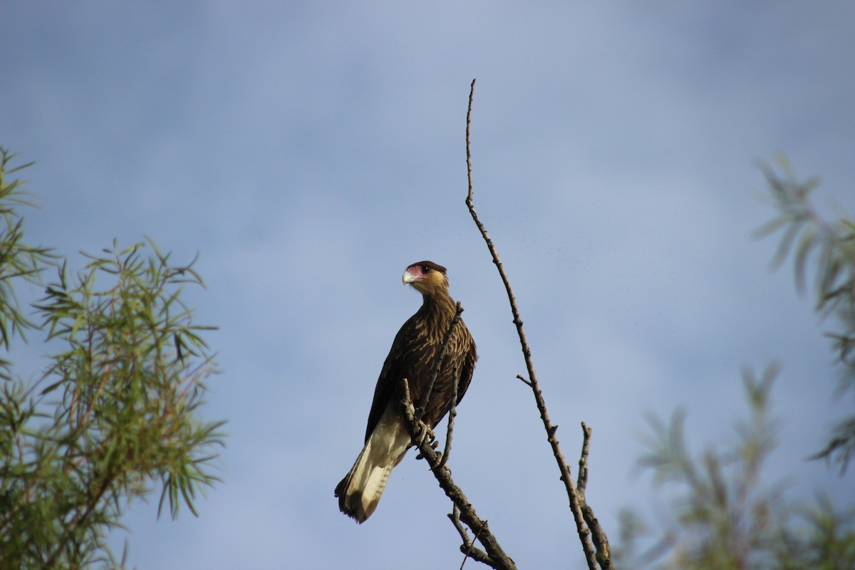 Crested Caracara (Southern) - ML215151591