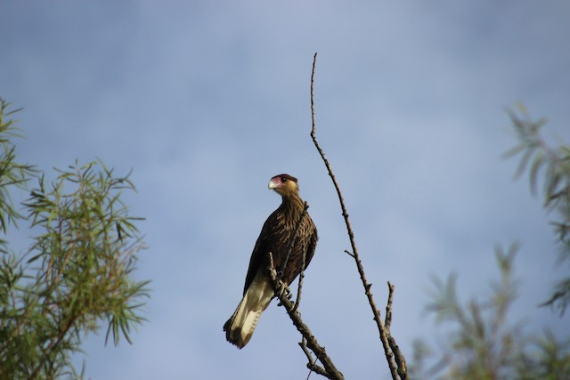 Crested Caracara (Southern)