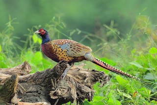 Ring-necked Pheasant, ML215152411
