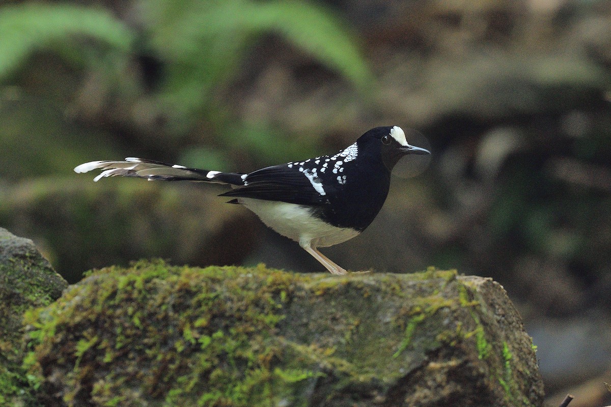 Spotted Forktail - ML215154501