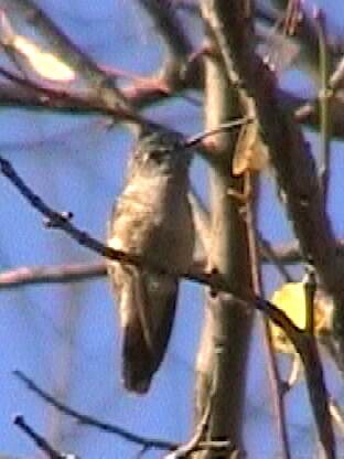Black-chinned Hummingbird - Joel Martin
