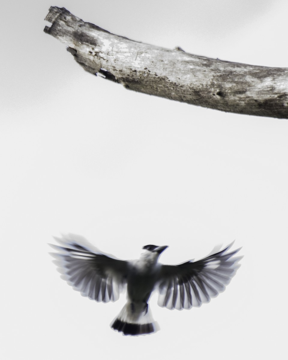 Black-crowned Tityra - Keith Dickey