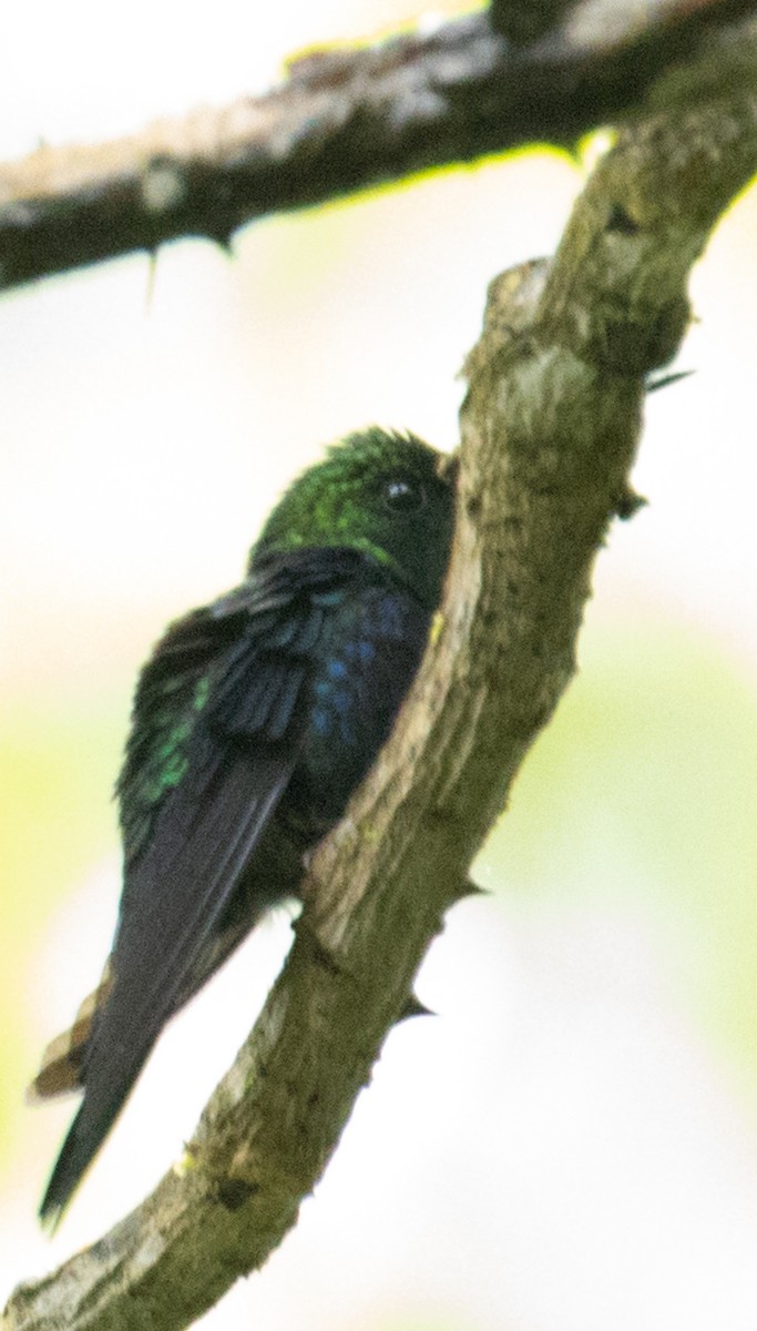 Violet-bellied Hummingbird - ML215159981