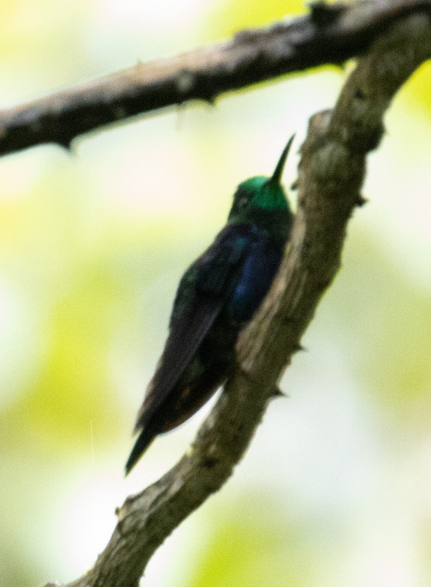 Violet-bellied Hummingbird - ML215160011