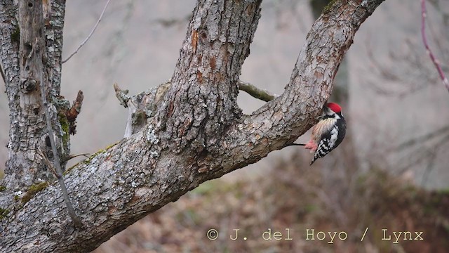 Middle Spotted Woodpecker - ML215160331
