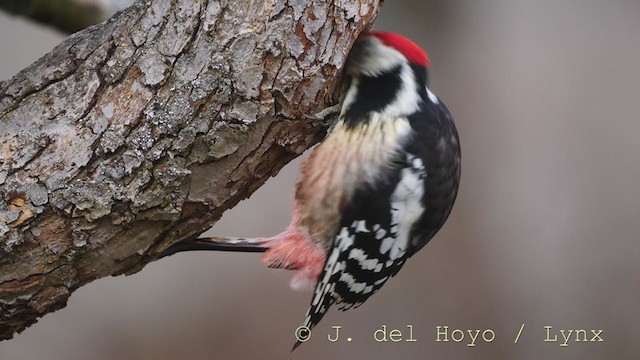 Middle Spotted Woodpecker - ML215161521