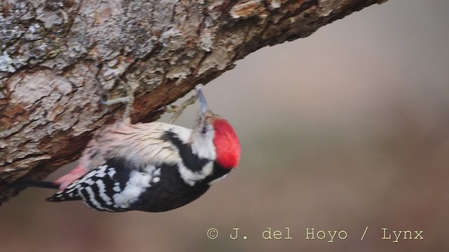 Middle Spotted Woodpecker - ML215161971