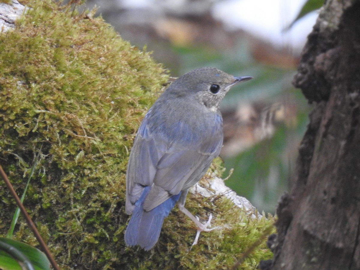 Siberian Blue Robin - Suebsawat Sawat-chuto