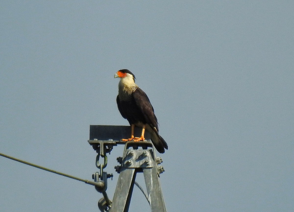 Crested Caracara (Northern) - Anonymous