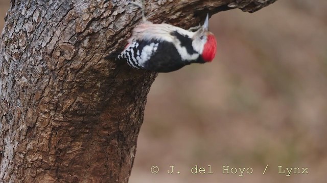 Middle Spotted Woodpecker - ML215164461