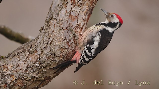 Middle Spotted Woodpecker - ML215164921
