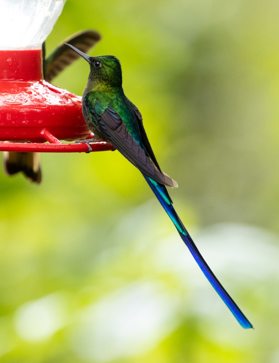 Violet-tailed Sylph - ML215165301