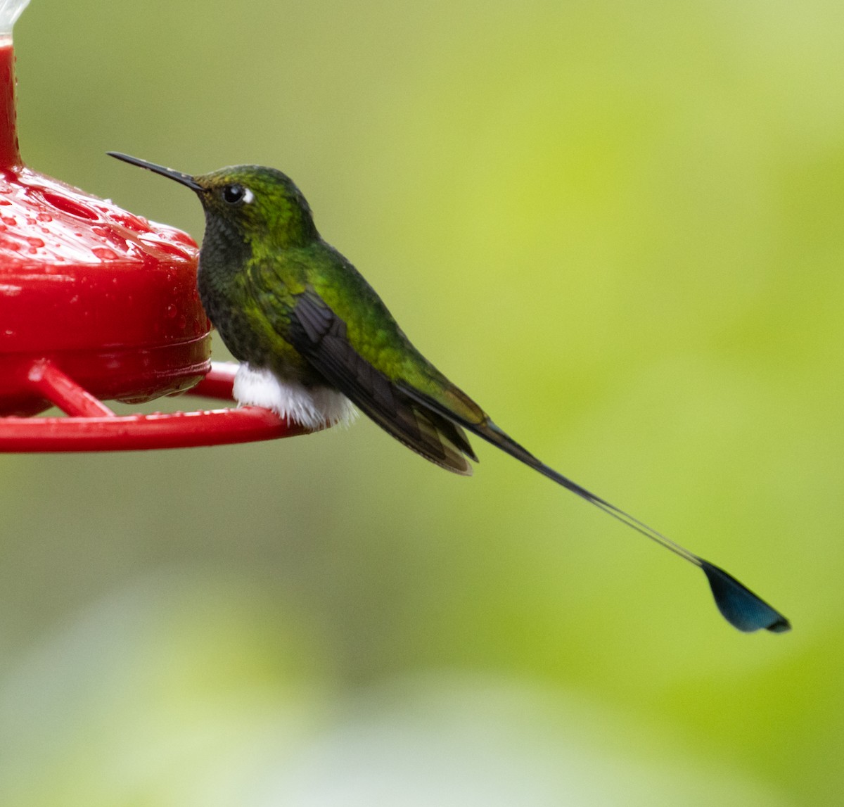 White-booted Racket-tail - ML215165501