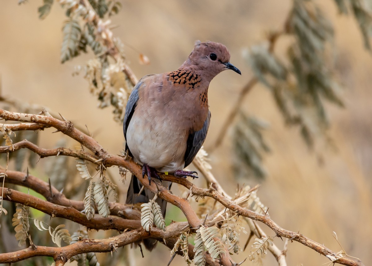 Laughing Dove - ML215165611