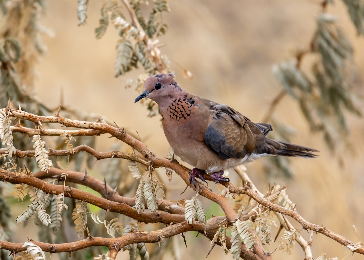 Laughing Dove - ML215165621