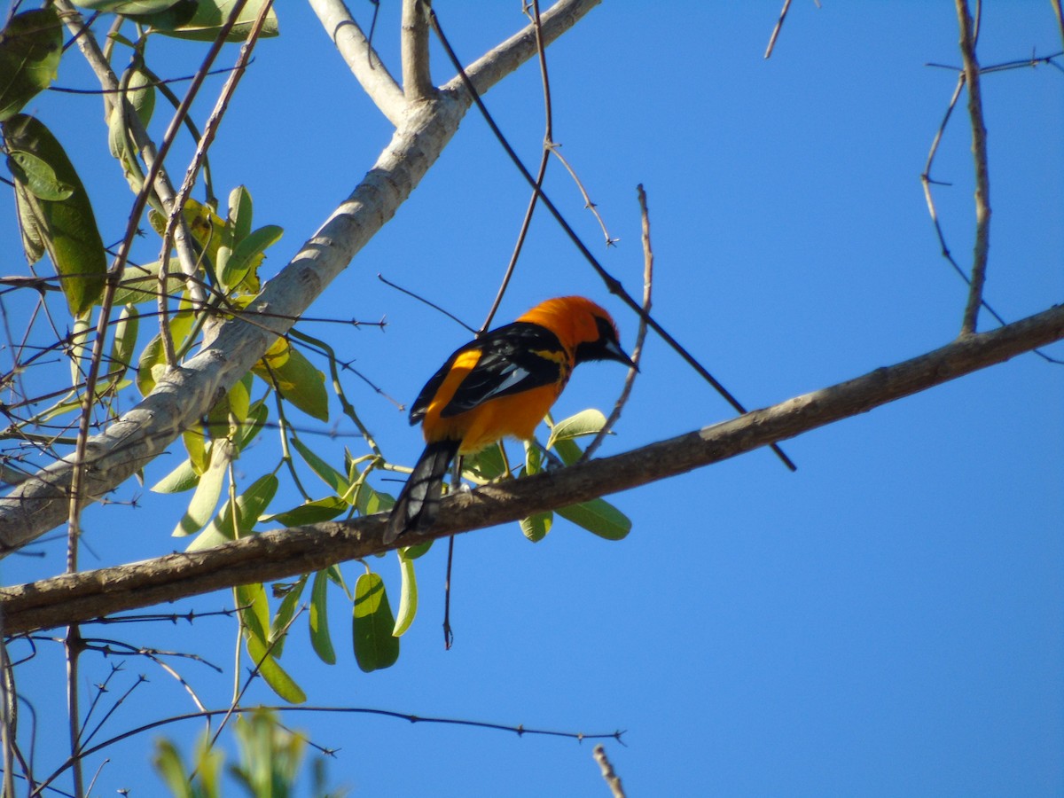 Spot-breasted Oriole - ML215165781