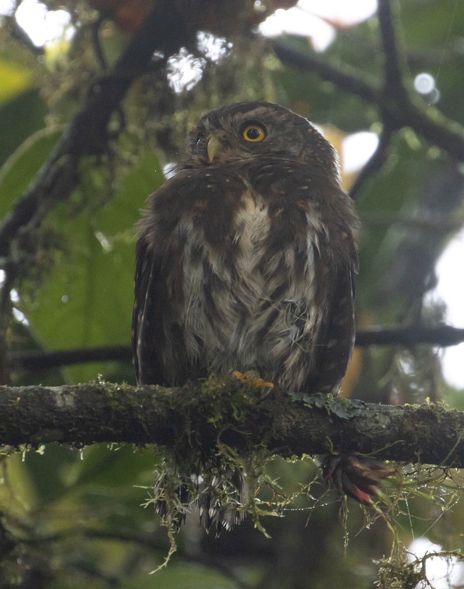Andean Pygmy-Owl - ML215170151