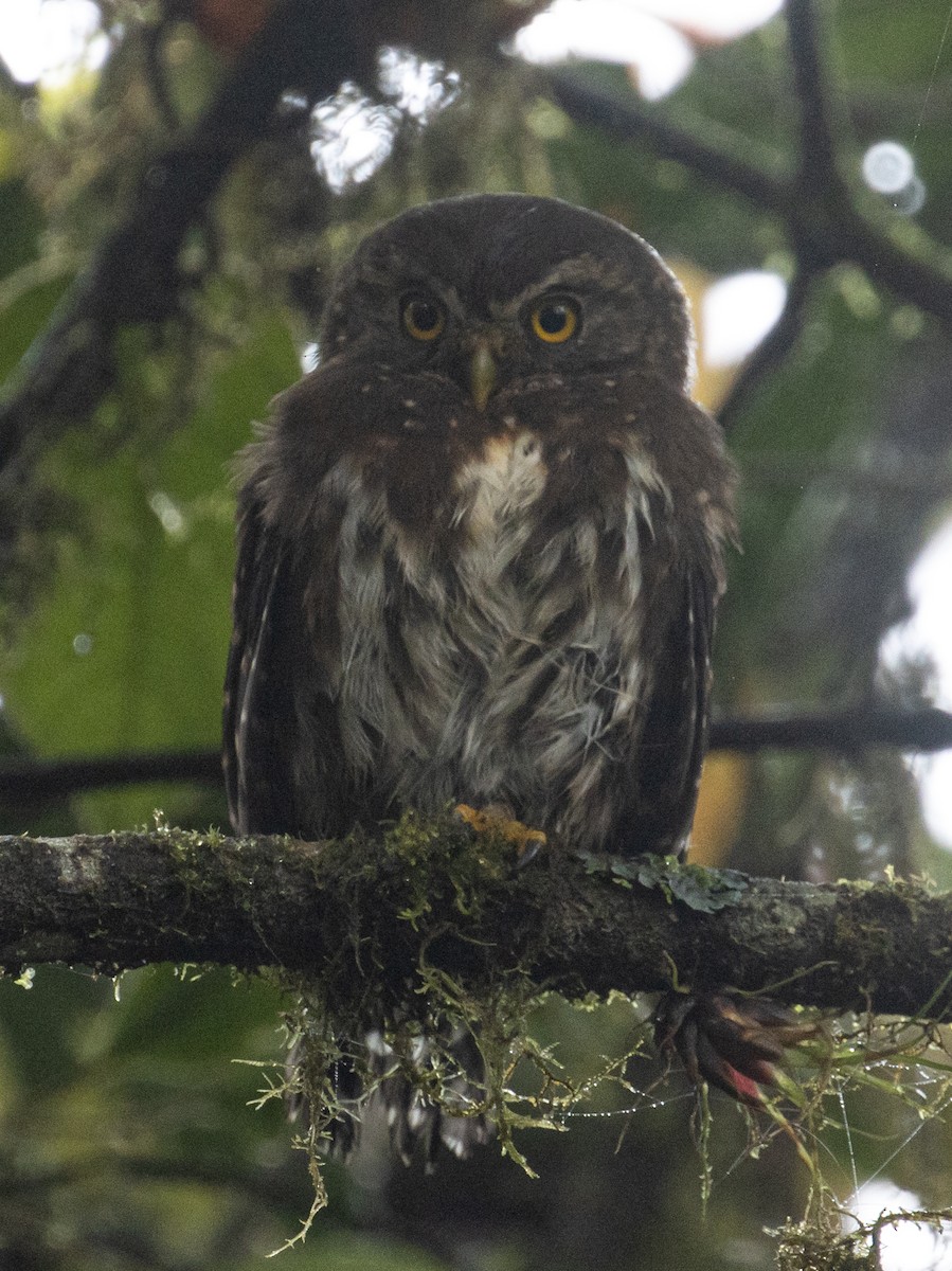 Andean Pygmy-Owl - ML215170181