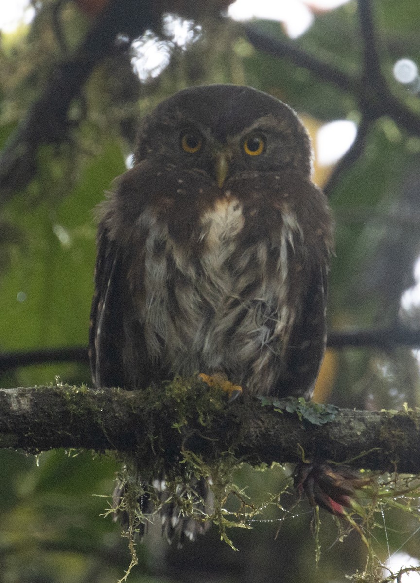 Andean Pygmy-Owl - ML215170191