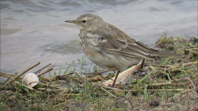Water Pipit - ML215171451