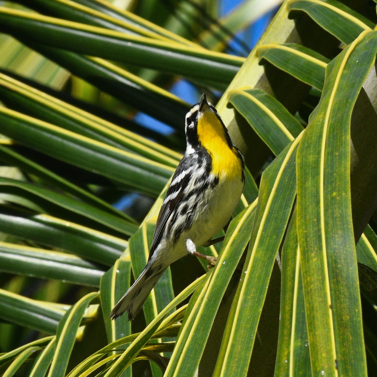 Yellow-throated Warbler - ML215174791