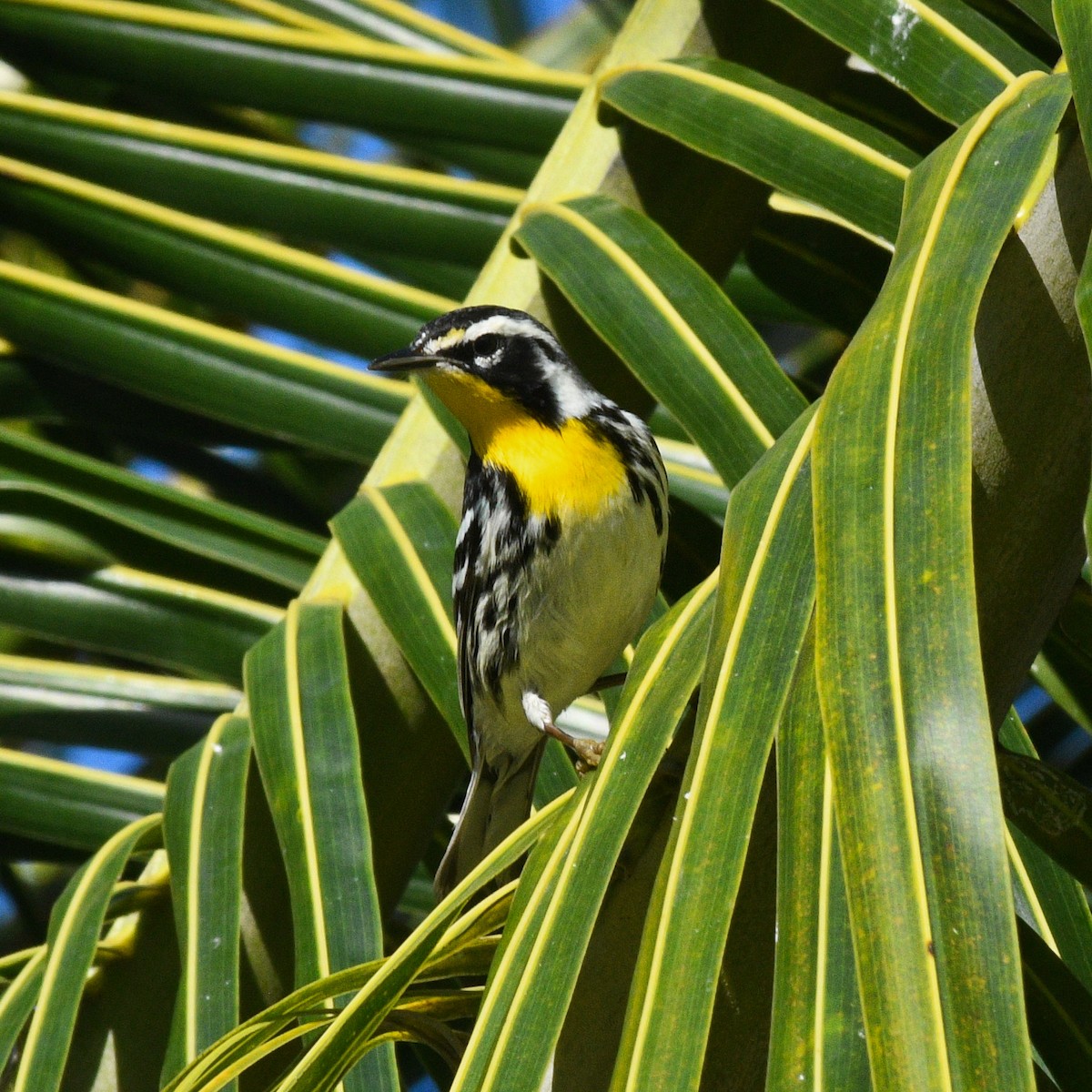 Yellow-throated Warbler - ML215174811