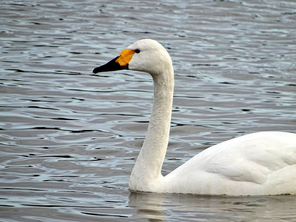 Tundra Swan (Bewick's) - ML21517591
