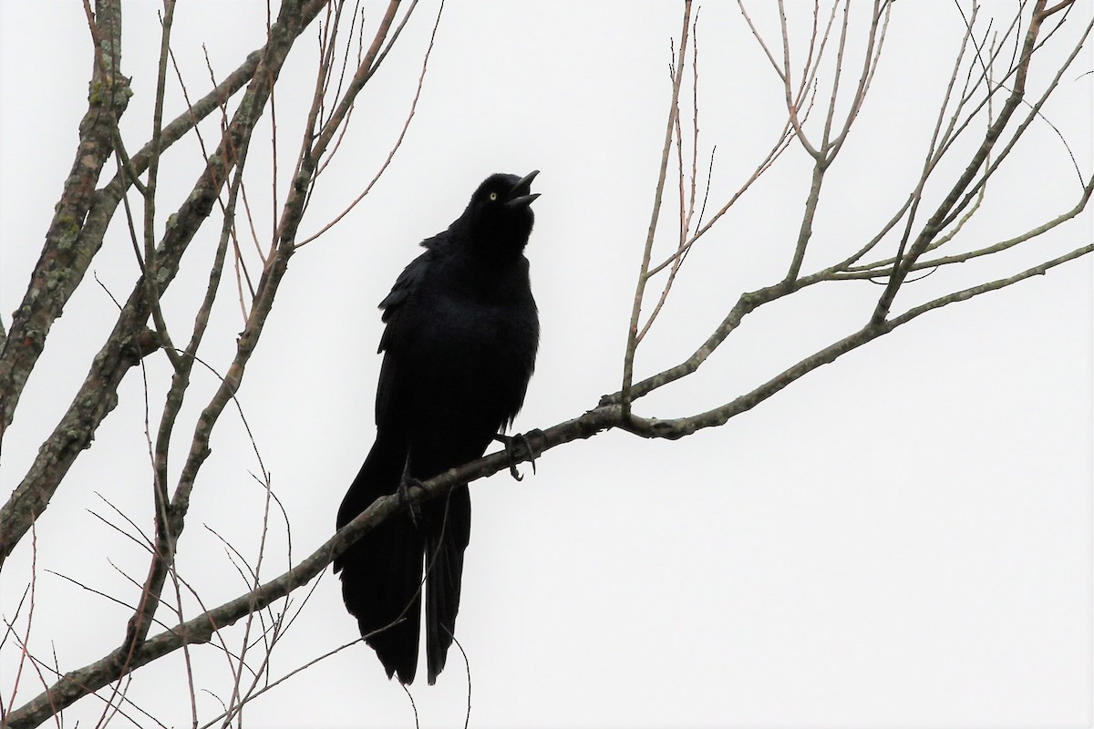Great-tailed Grackle - ML215177251