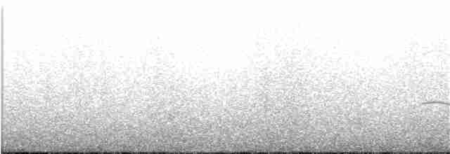 Magellanic Oystercatcher - ML215179831