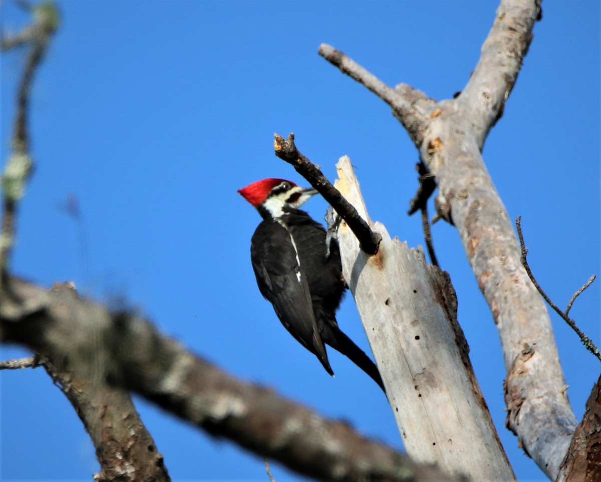 Pileated Woodpecker - ML215184381