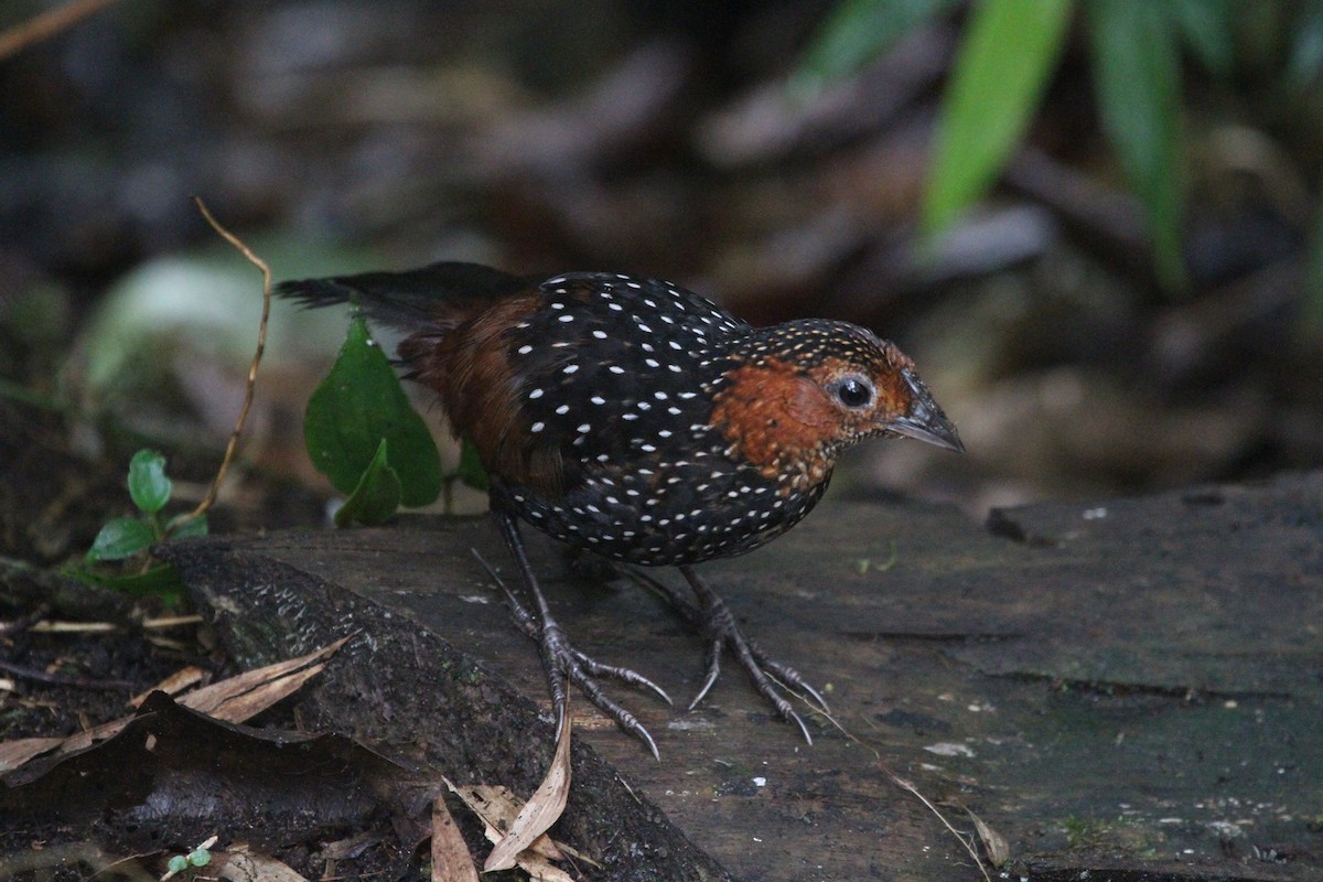 Ocellated Tapaculo - ML21518691