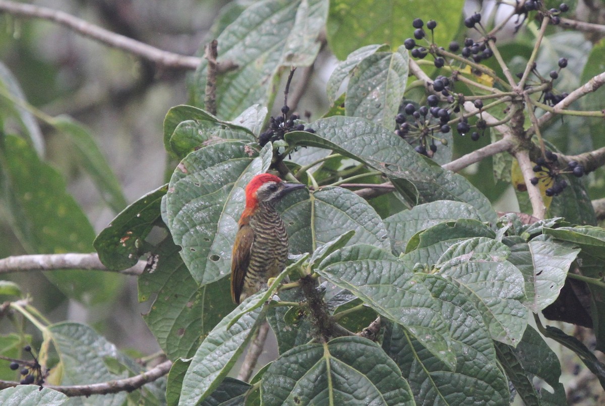 Yellow-vented Woodpecker - ML21518731