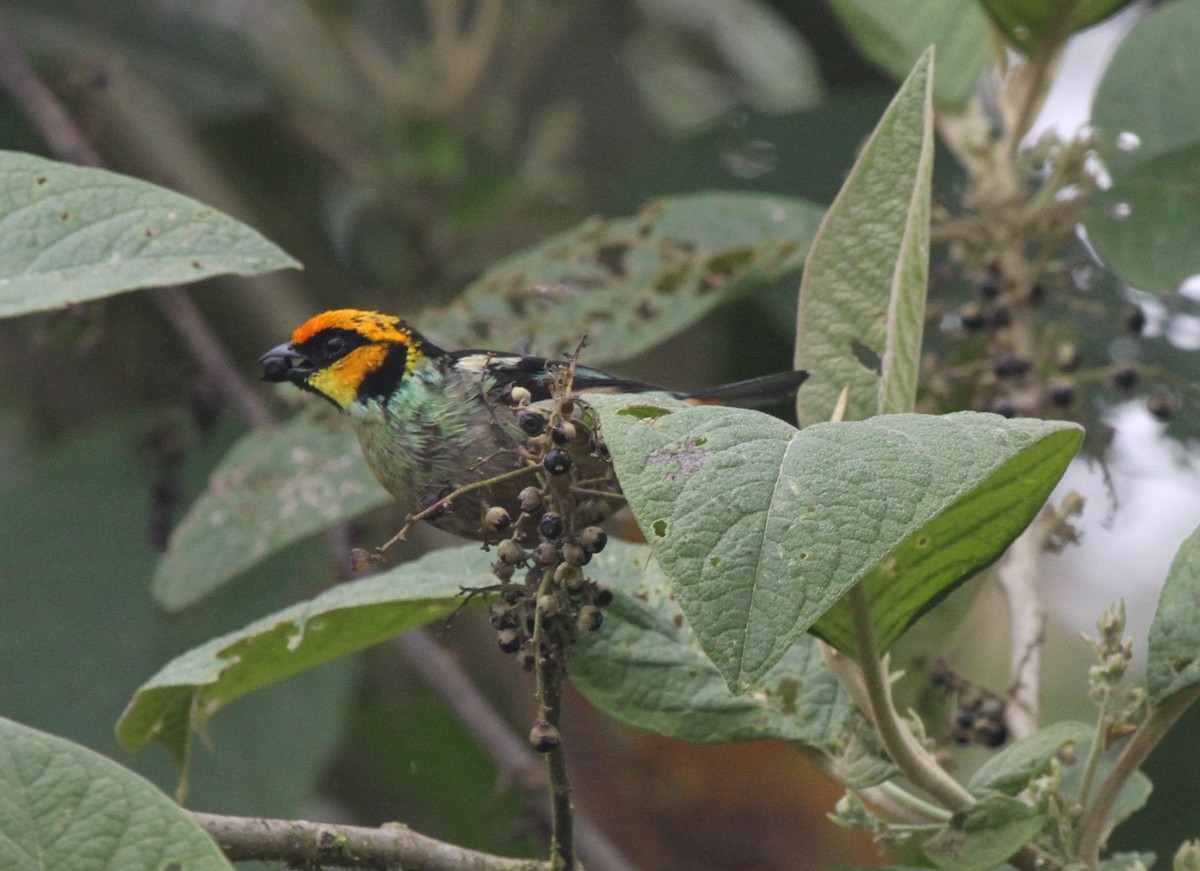 Flame-faced Tanager - ML21518801