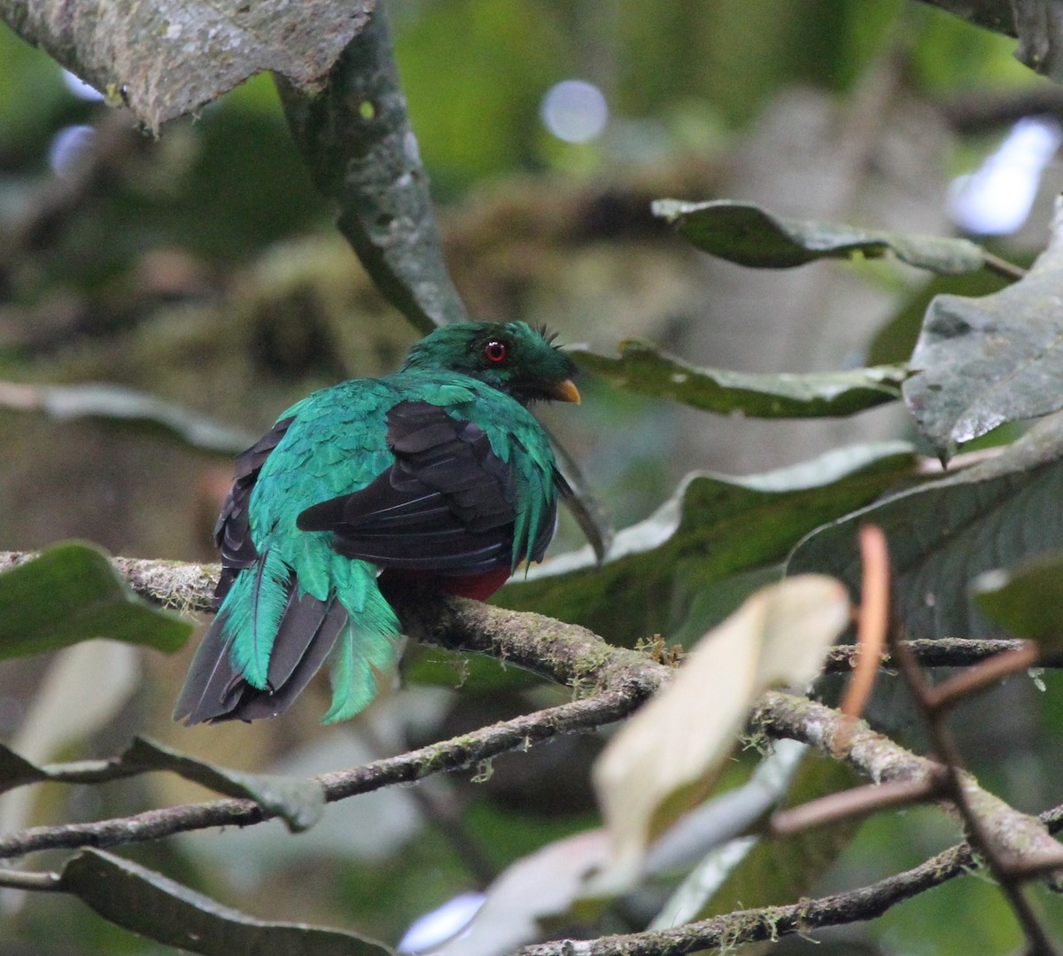 Crested Quetzal - ML21519021