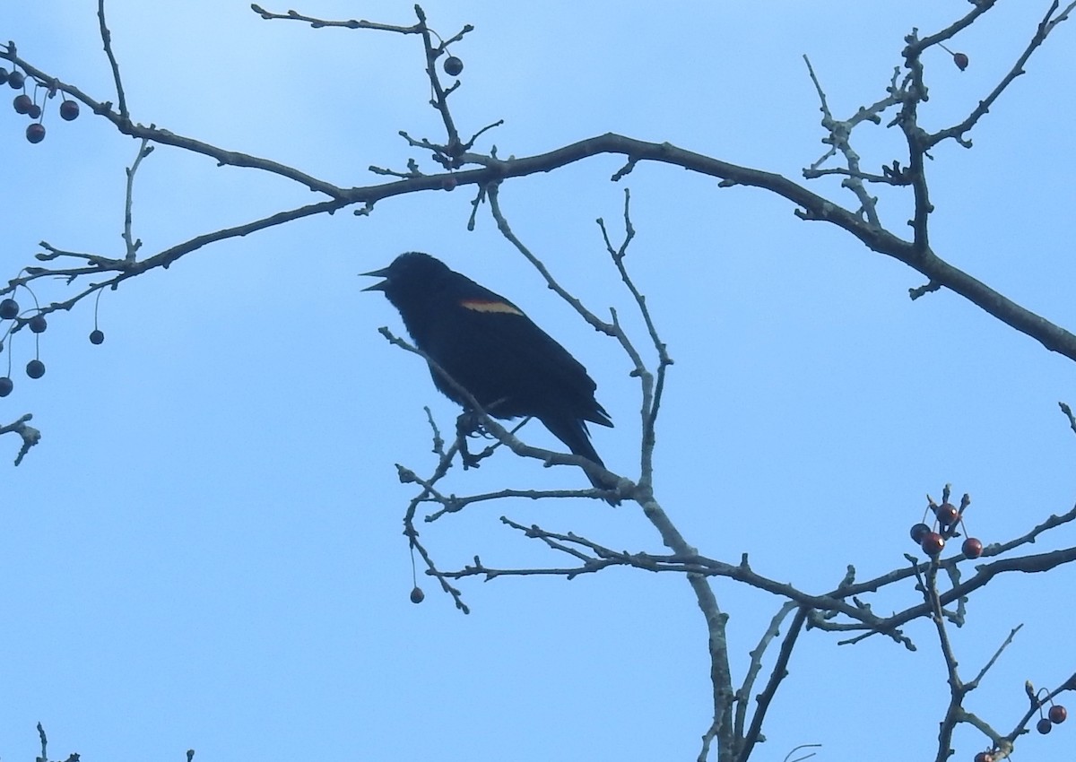 Red-winged Blackbird - Margaret Bowman