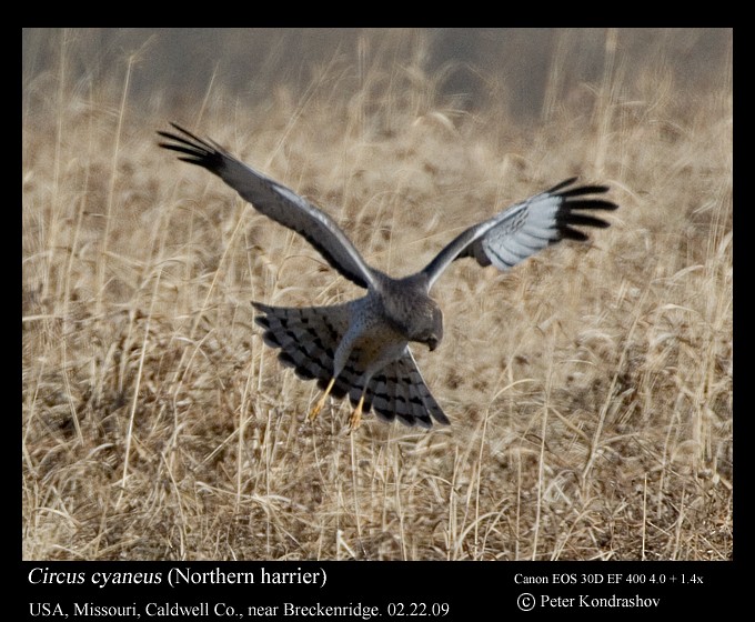 Northern Harrier - Peter Kondrashov