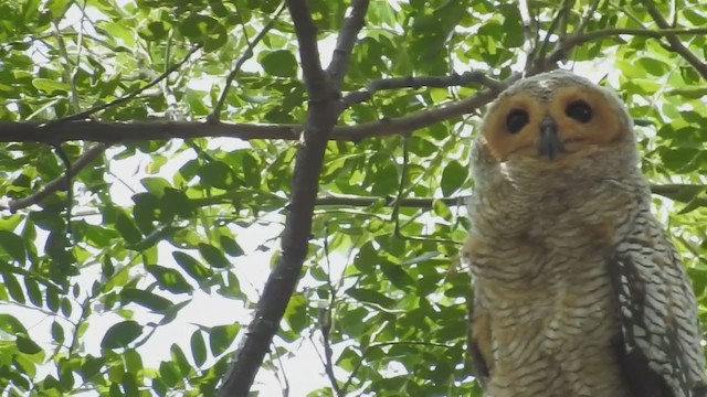 Spotted Wood-Owl - ML215195751